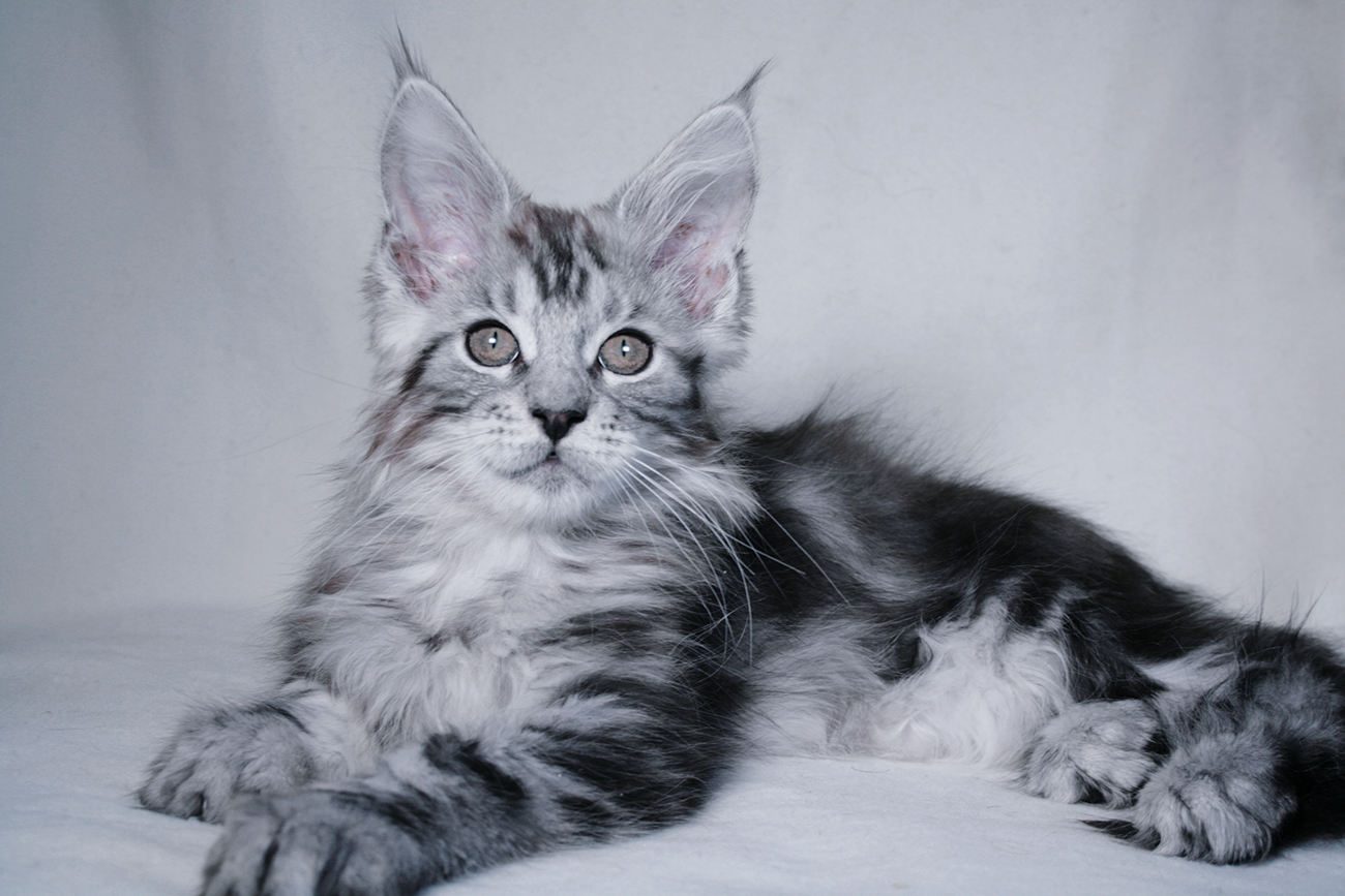 maine coon ns 22