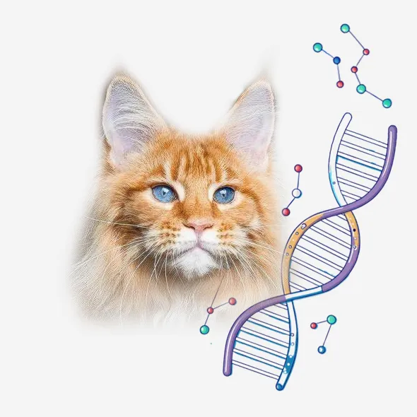 доминантные голубые глаза у мейн-кунов