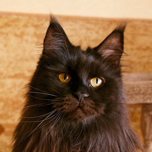 Maine Coon kittens from Russia, Maine Coon Black smokyб Кошка мейн-кун черная дымная