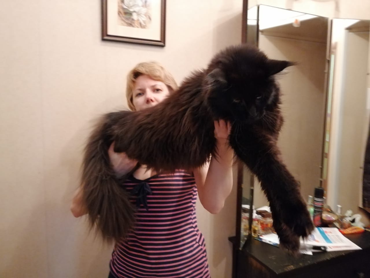 Russian maine coon cheap for sale